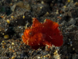 Tiny frogfish (less than 3mm) by Hon Ping 